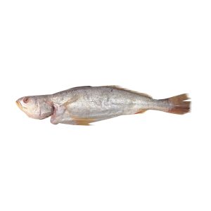 Corvina Platera